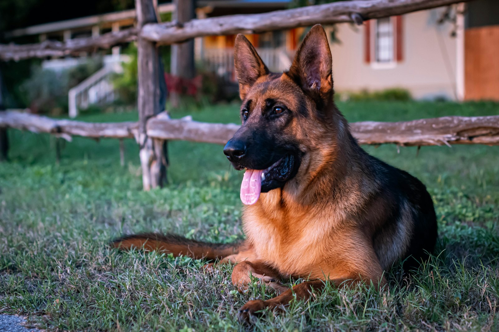 Dog Training in Brentwood: What to Look for Before You Commit to a Program